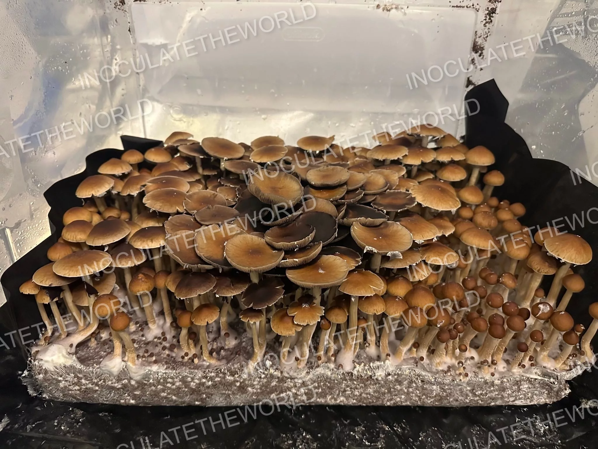 Gulf Coast Cubensis Spore Syringe - Image 4