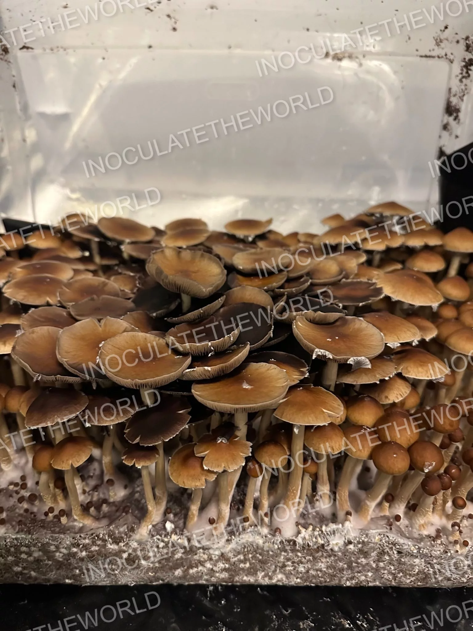 Gulf Coast Cubensis Spore Syringe - Image 5