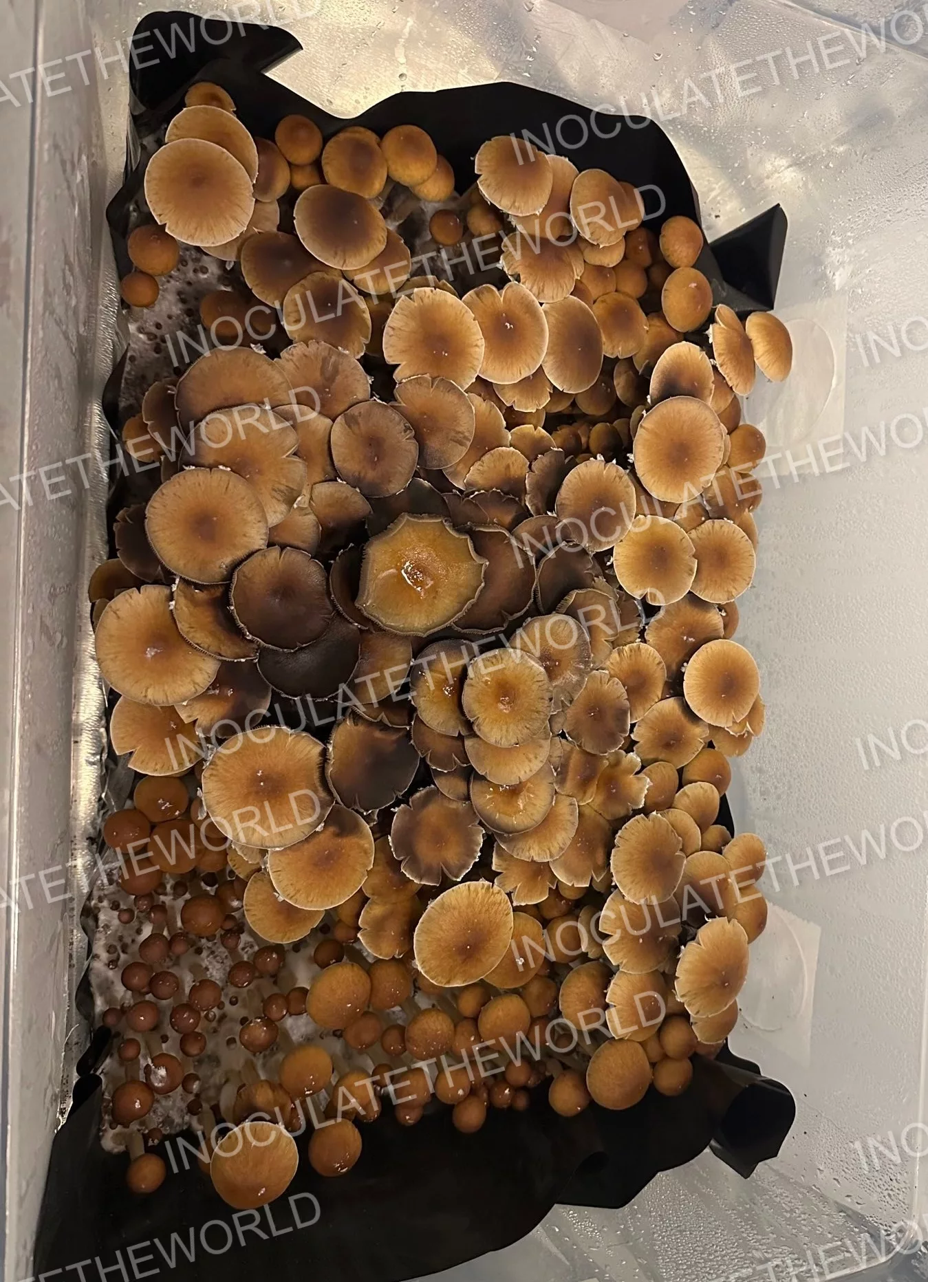 Gulf Coast Cubensis Spore Syringe - Image 6