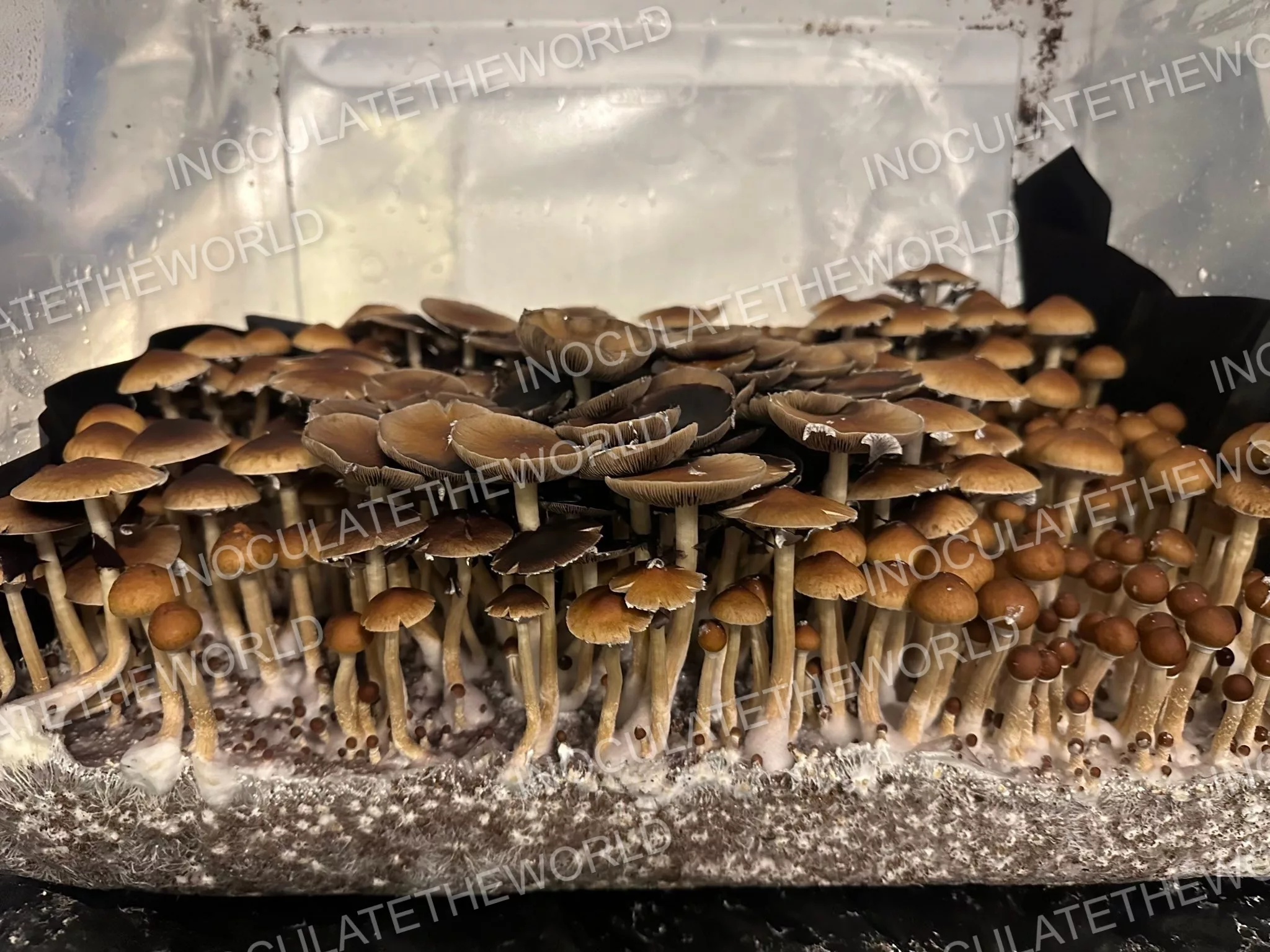 Gulf Coast Cubensis Spore Syringe