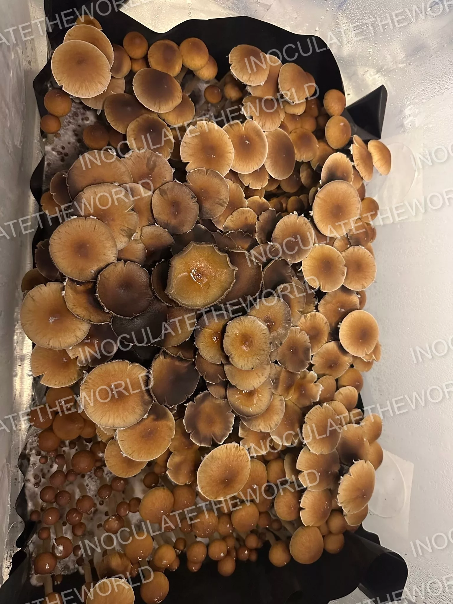 Gulf Coast Cubensis Spore Syringe - Image 7