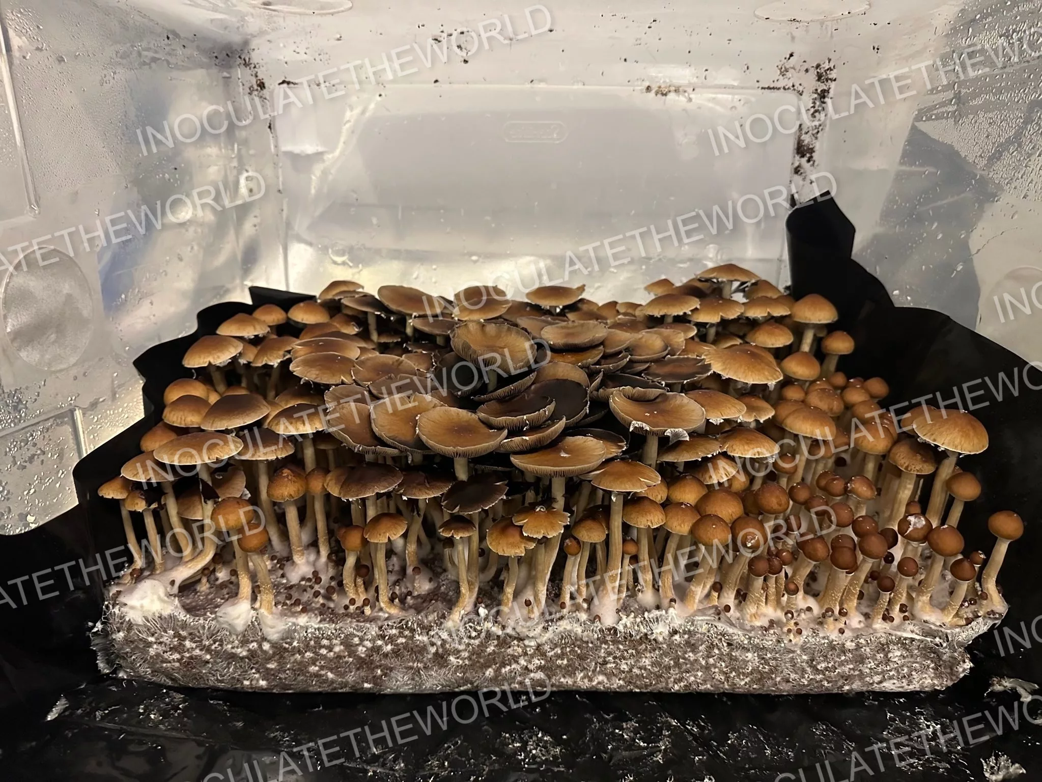 Gulf Coast Cubensis Spore Syringe - Image 8