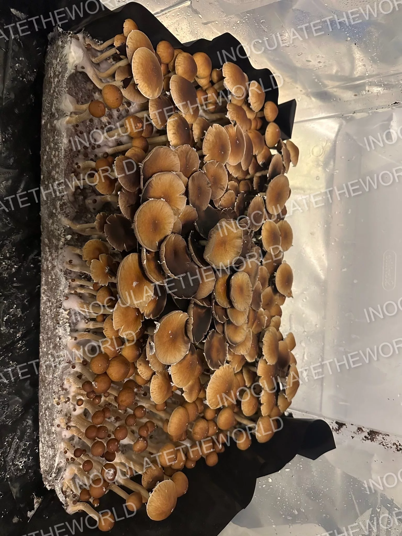 Gulf Coast Cubensis Spore Syringe - Image 9