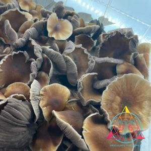 Mexican "Sombrero" Cubensis Spore Syringe