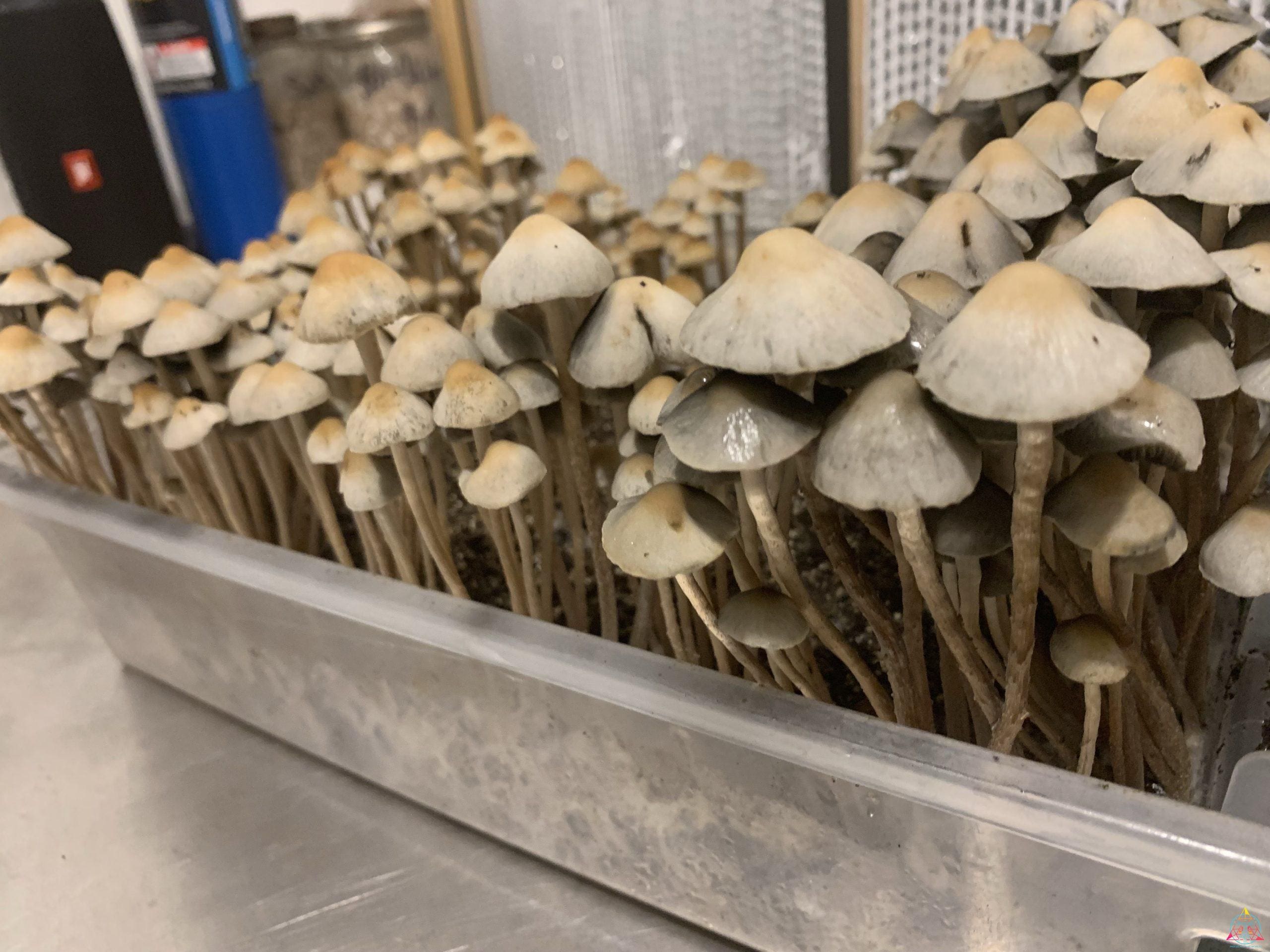 Panaeolus Cyanescens Brooksville Spore Print - Image 2