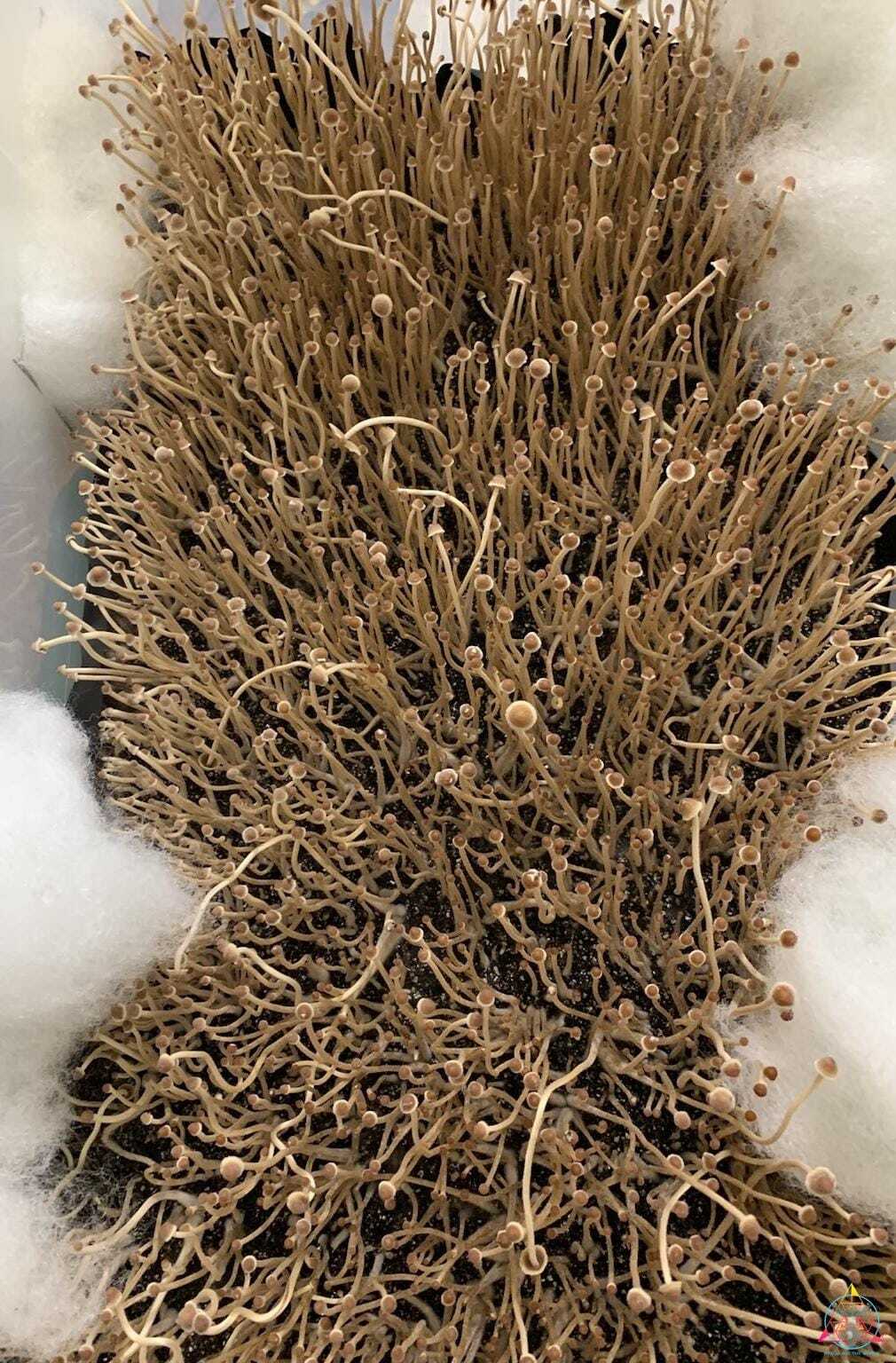 Psilocybe mexicana var. jalisco "truffle producer" Isolated Spore Syringe - Image 3