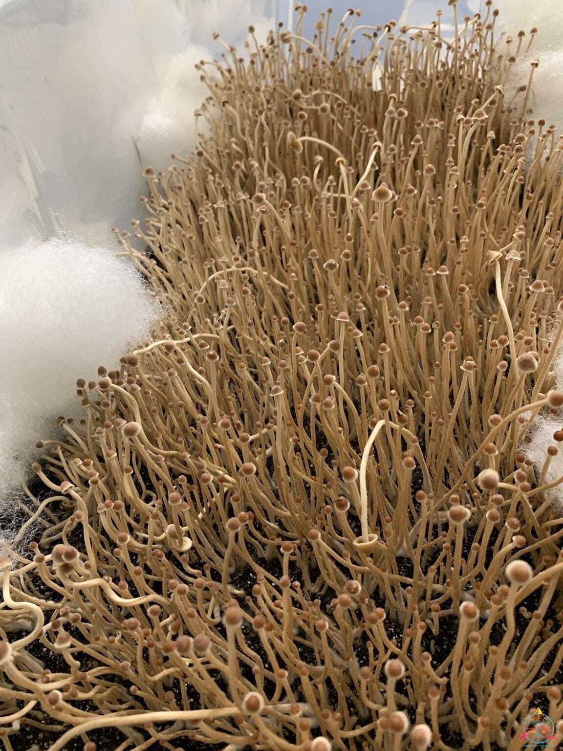 Psilocybe mexicana var. jalisco "truffle producer" Isolated Spore Syringe