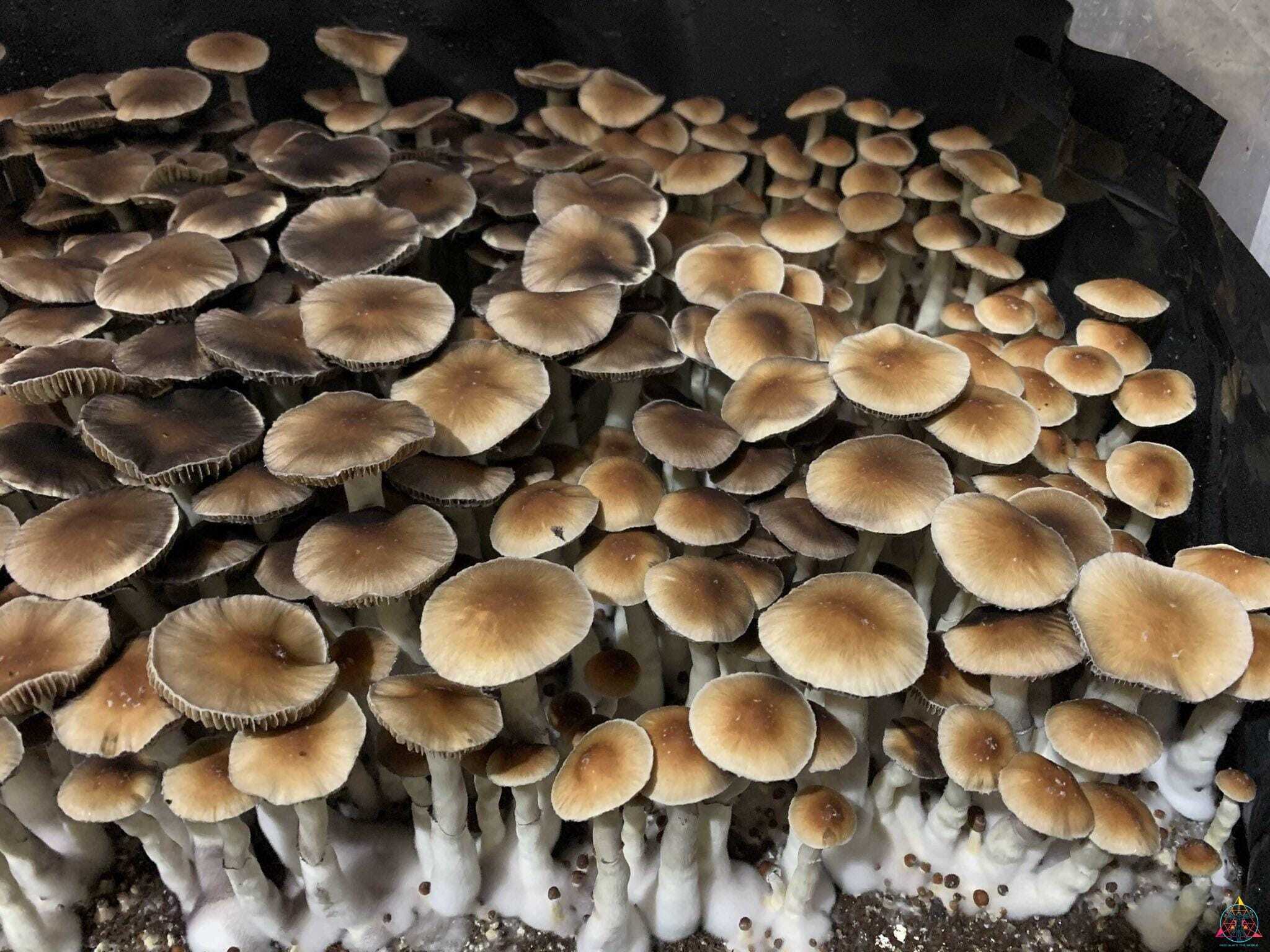 Nezuko Cubensis Spore Print - Image 3