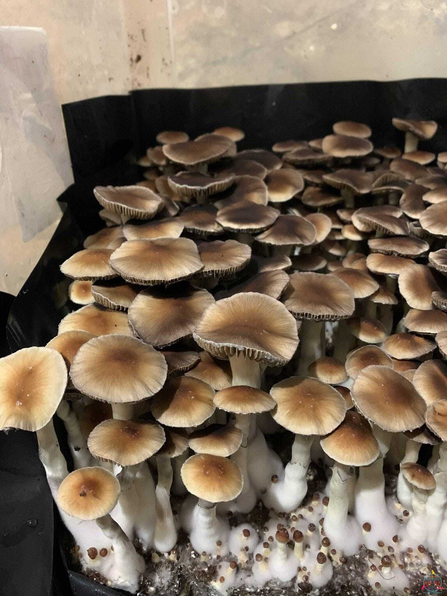 Nezuko Cubensis Spore Print - Image 6