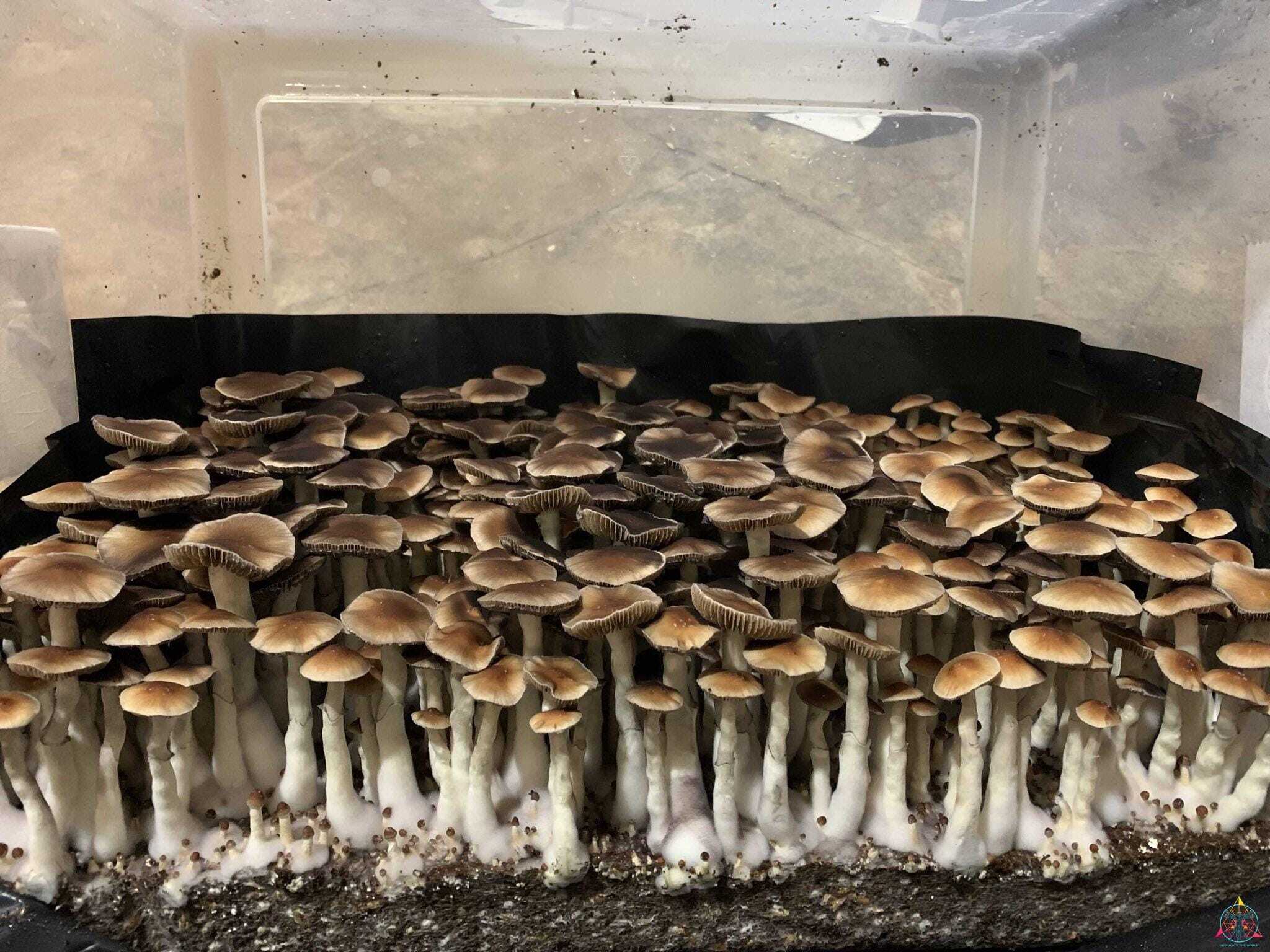 Nezuko Cubensis Spore Print - Image 5