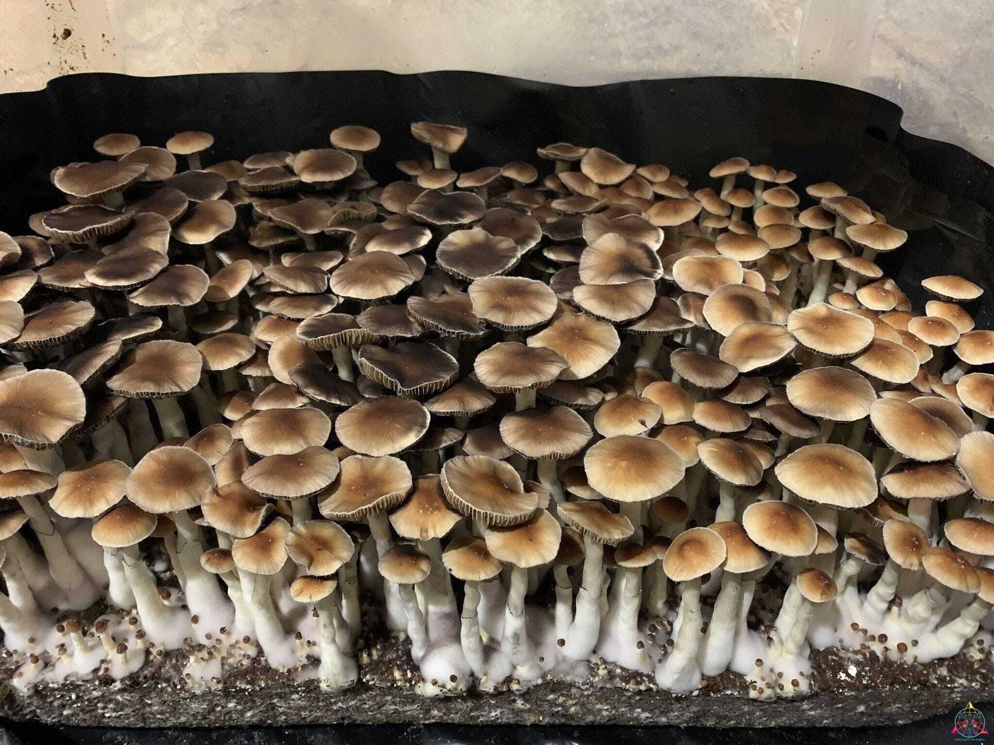 Nezuko Cubensis Spore Print - Image 2