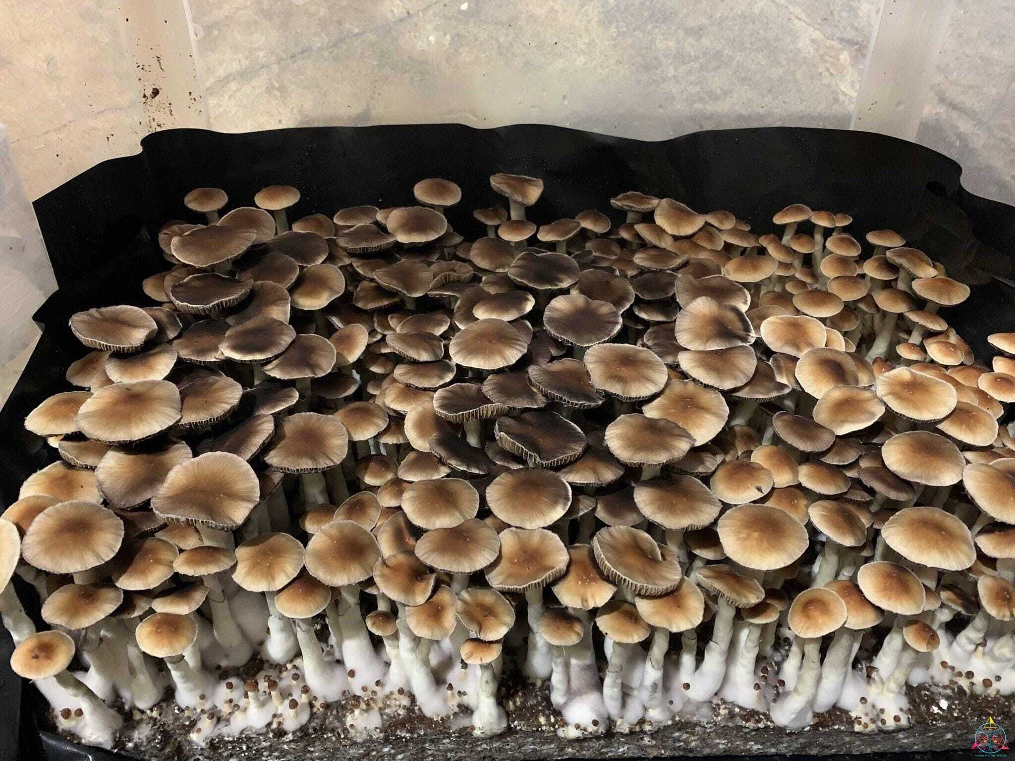 Nezuko Cubensis Spore Print - Image 4