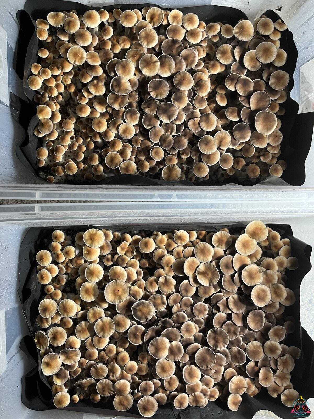 Nezuko Cubensis Spore Print