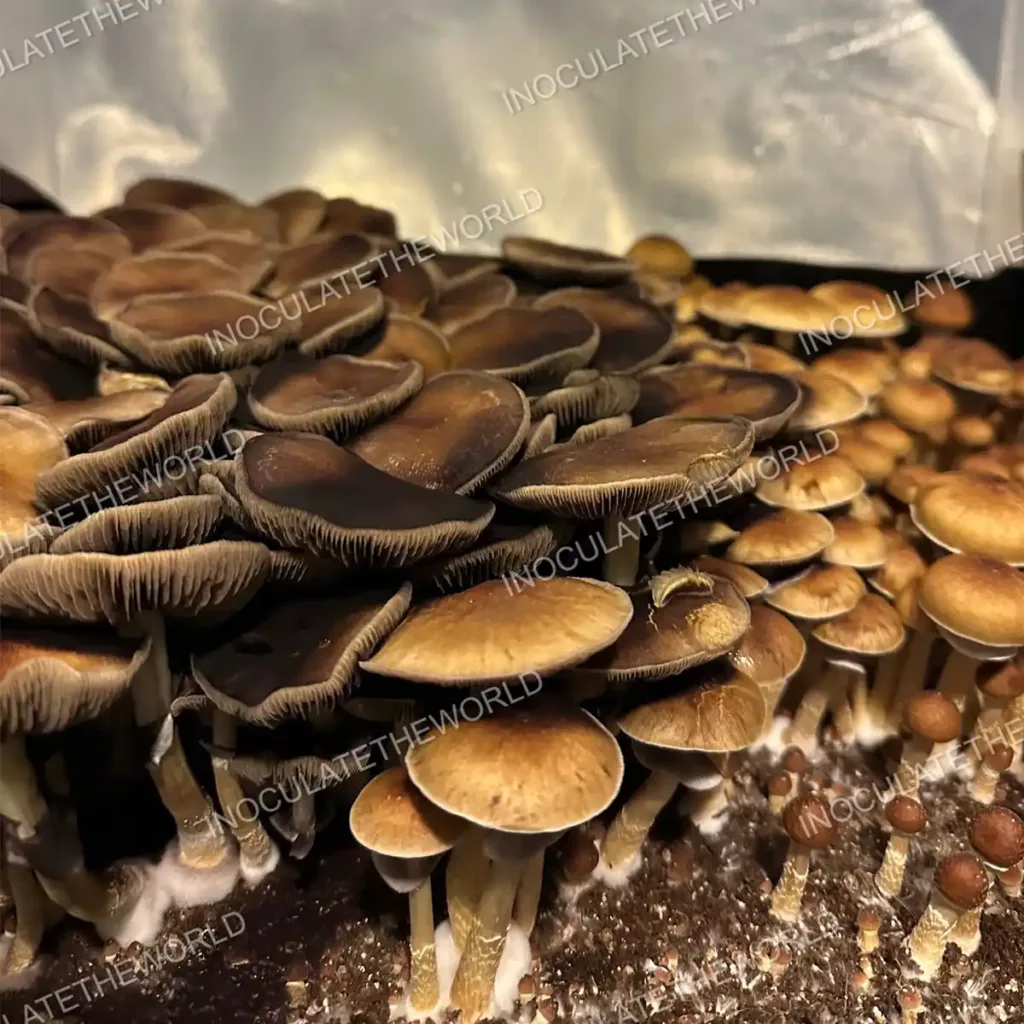Large flush of golden teacher cubensis mushrooms in a tub