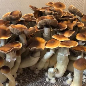Large flush of blue magnolia cubensis mushrooms in a tub