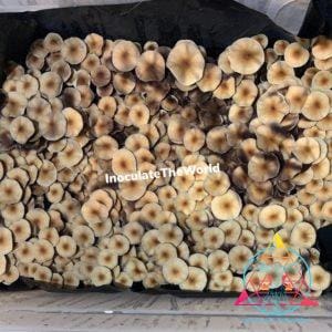 Thai Lipa Yai Spore Syringe