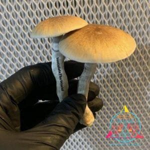 PES Hawaiian Cubensis Spore Syringe