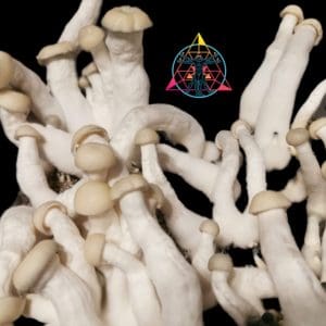 Yeti Isolated Spore Syringe