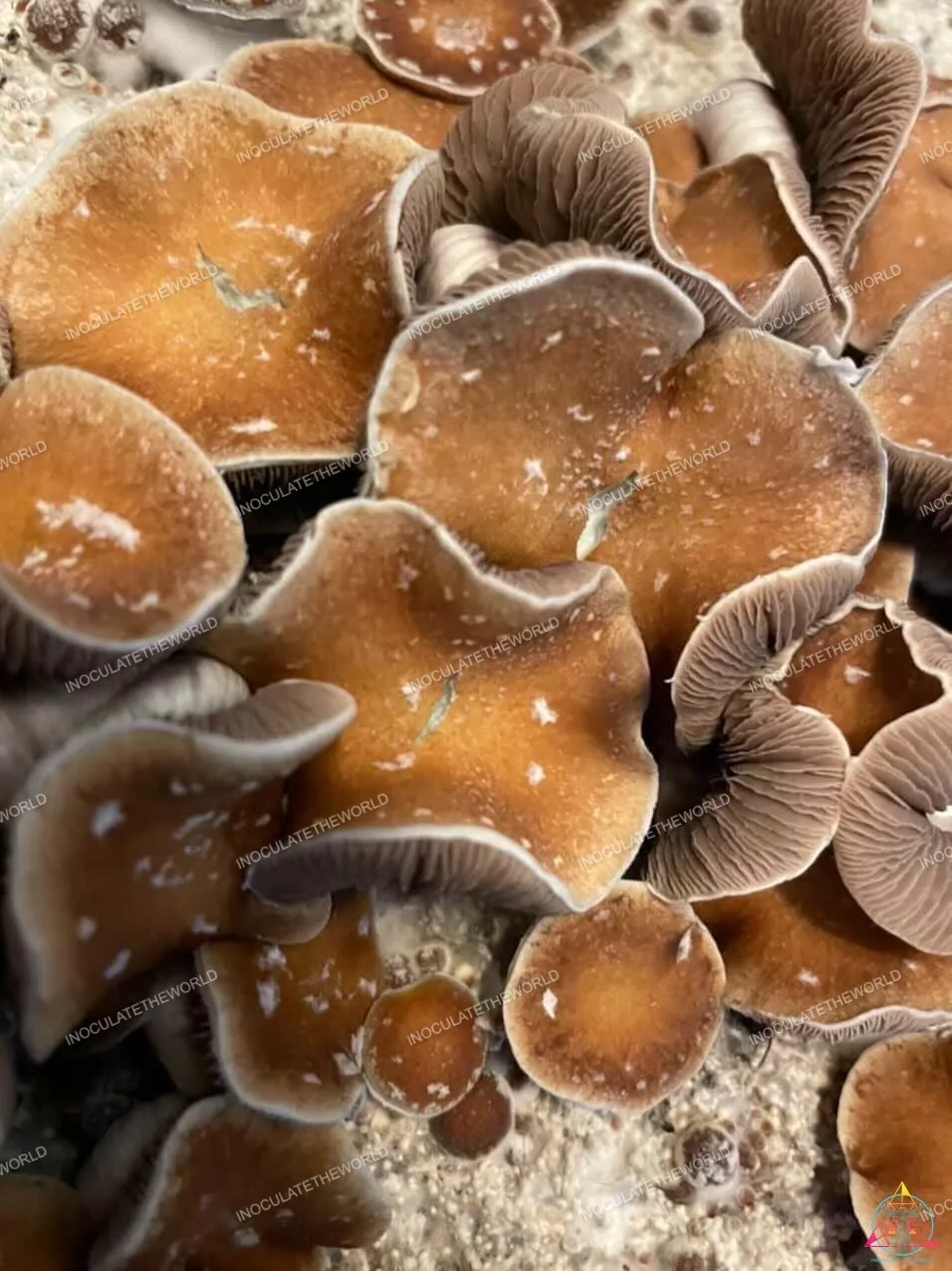 Little Flowers Koh Samui Isolated Spore Syringe - Image 4