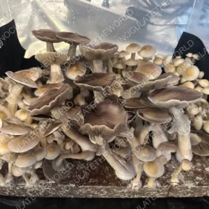 White Golden Teacher Isolated Spore Syringe
