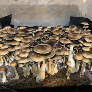 Large flush of blue meanie cubensis mushrooms in a tub