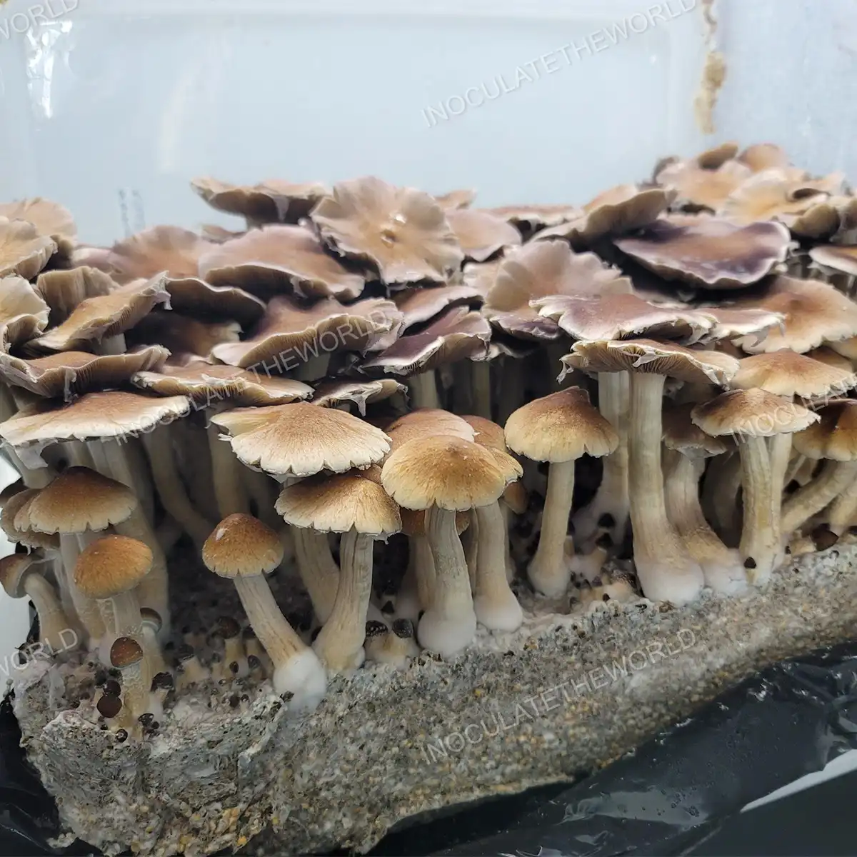 Large flush of full moon party cubensis mushrooms in a tub