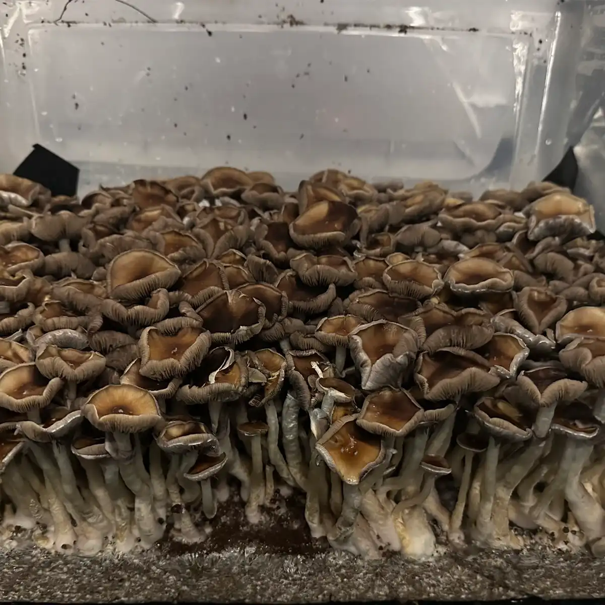 Large flush of elephant gate cubensis mushrooms in a tub