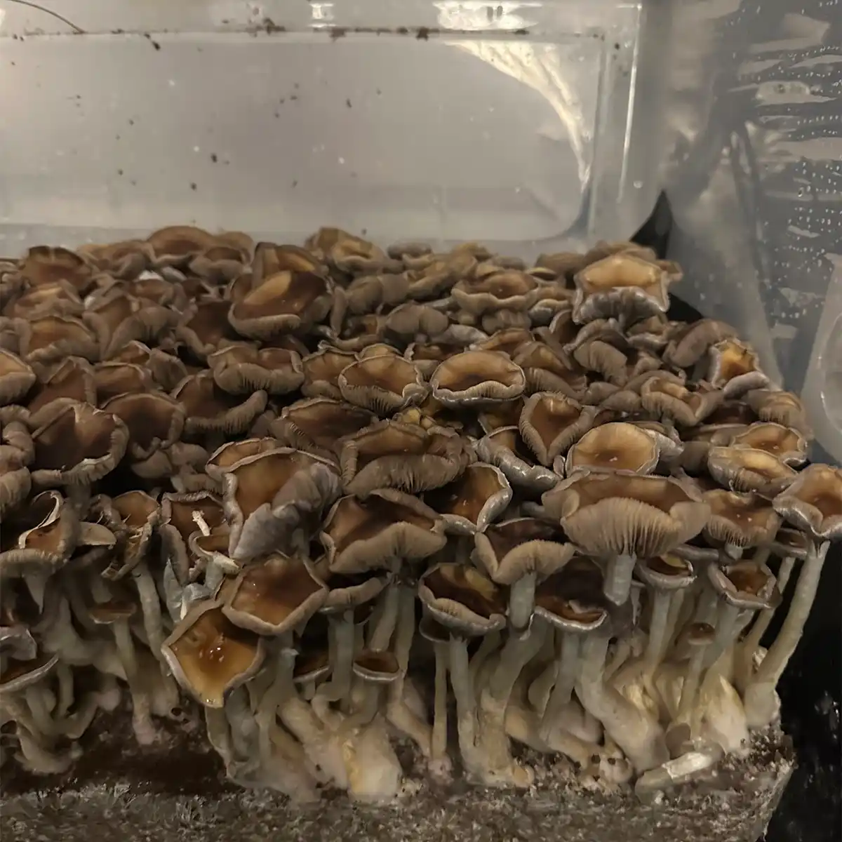Large flush of elephant gate cubensis mushrooms in a tub