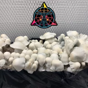 Large flush of AMVP cubensis mushrooms in a tub