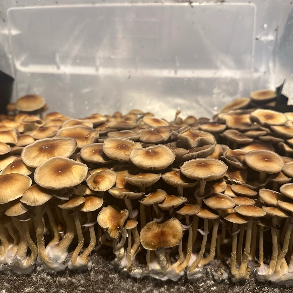 Large flush of pe6 cubensis mushrooms in a tub