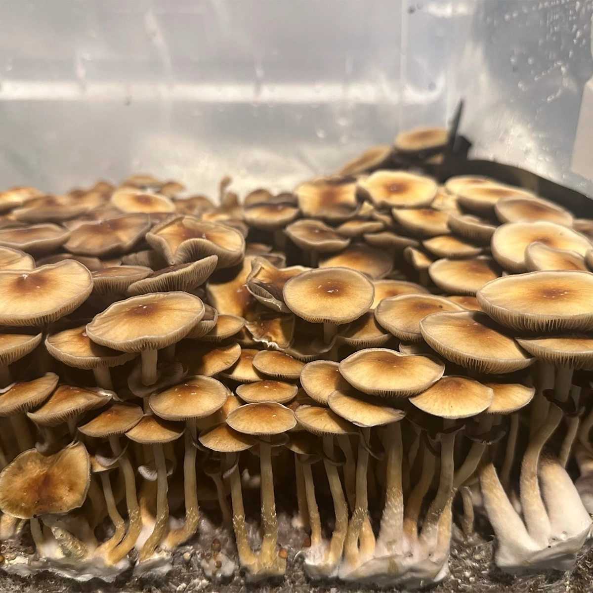 Large flush of pe6 cubensis mushrooms in a tub
