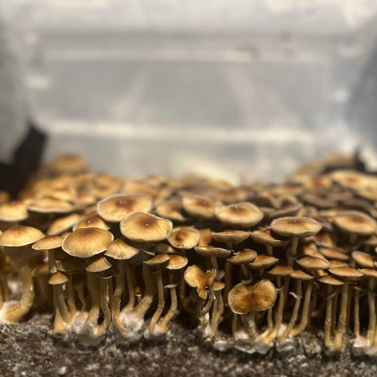 Large flush of pe6 cubensis mushrooms in a tub