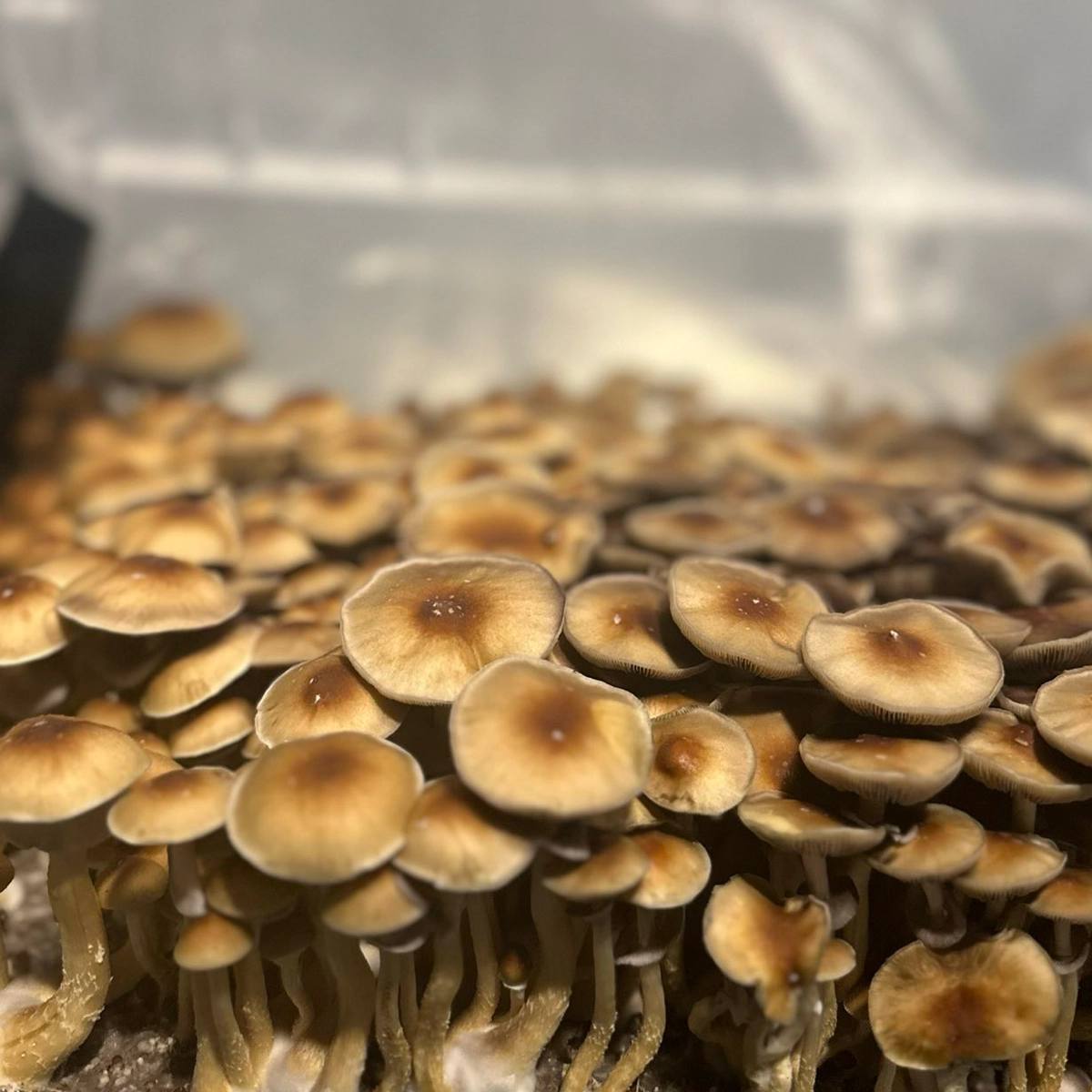Large flush of pe6 cubensis mushrooms in a tub