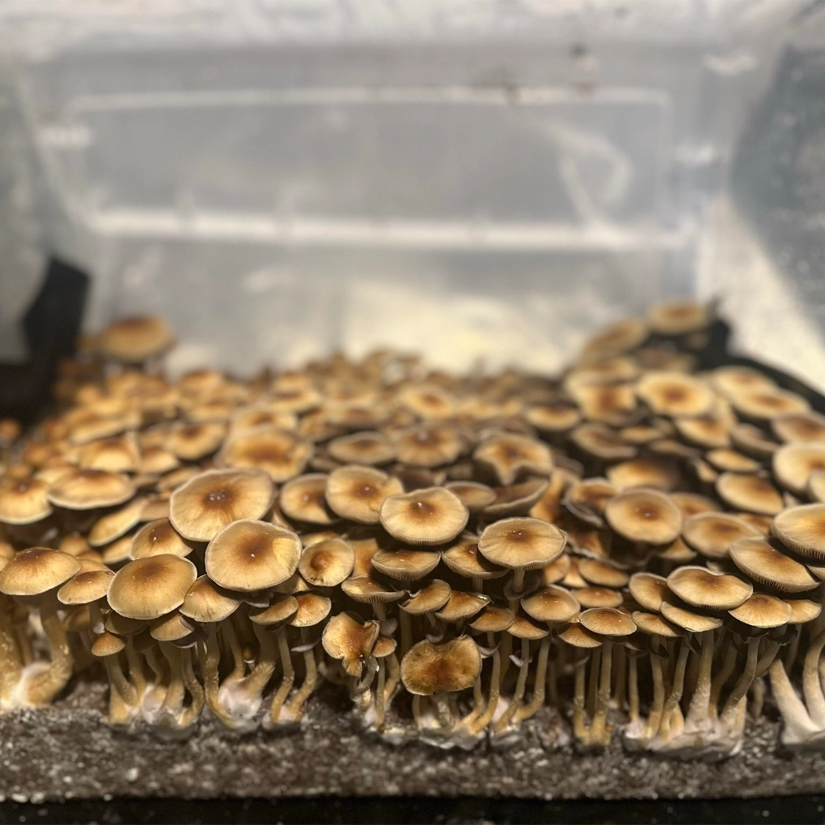 Large flush of pe6 cubensis mushrooms in a tub