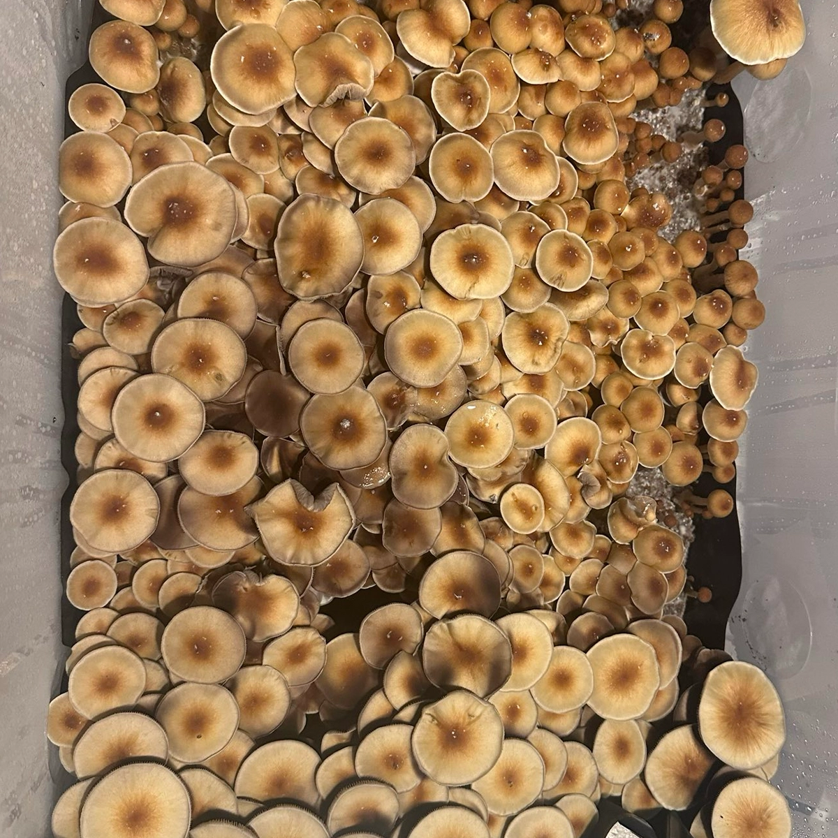 Large flush of pe6 cubensis mushrooms in a tub