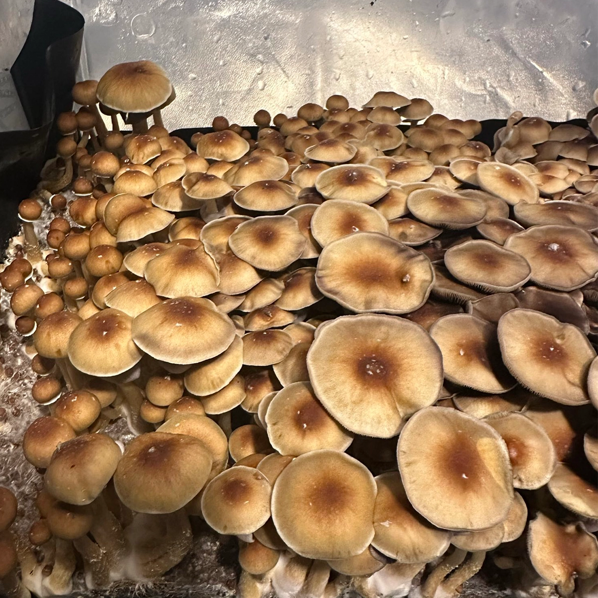 Large flush of pe6 cubensis mushrooms in a tub