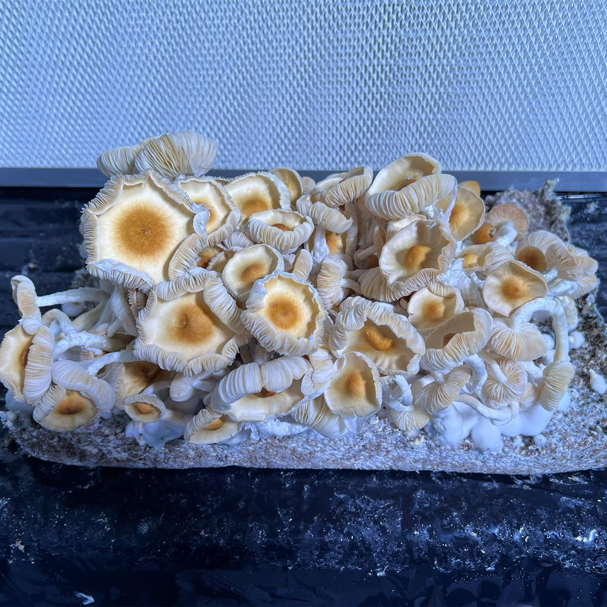 flush of acadian coast cubensis mushrooms