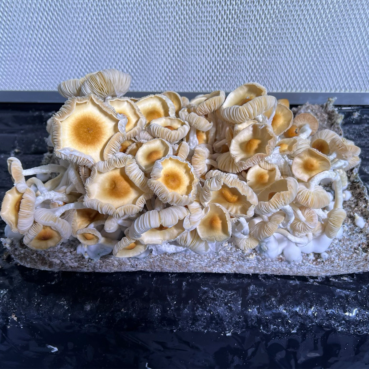 flush of acadian coast cubensis mushrooms