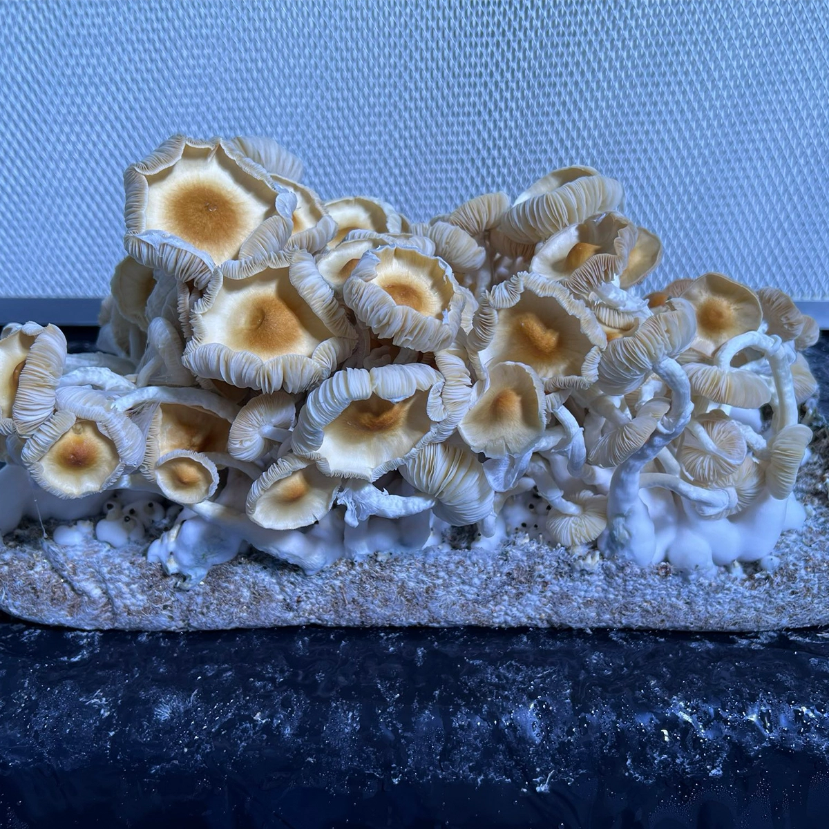 flush of acadian coast cubensis mushrooms