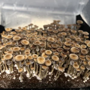 flush of mckennaii cubensis mushrooms
