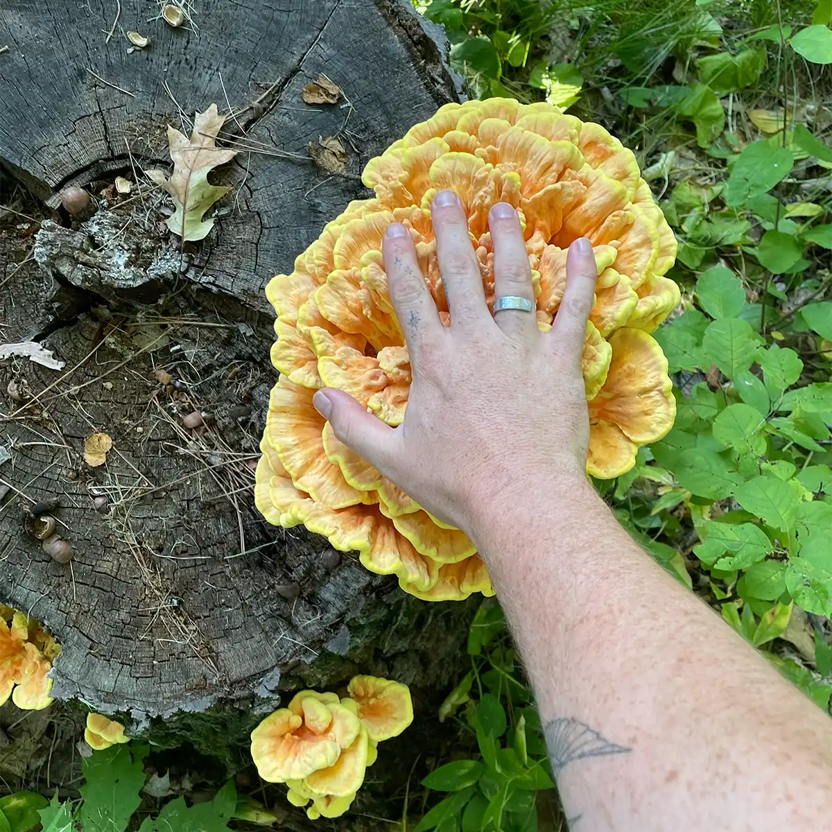 chicken of the woods mushrooms growing on log