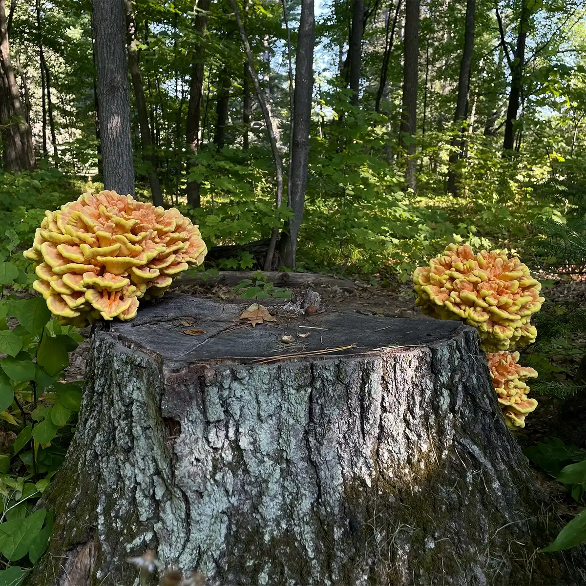 chicken of the woods mushrooms growing on log