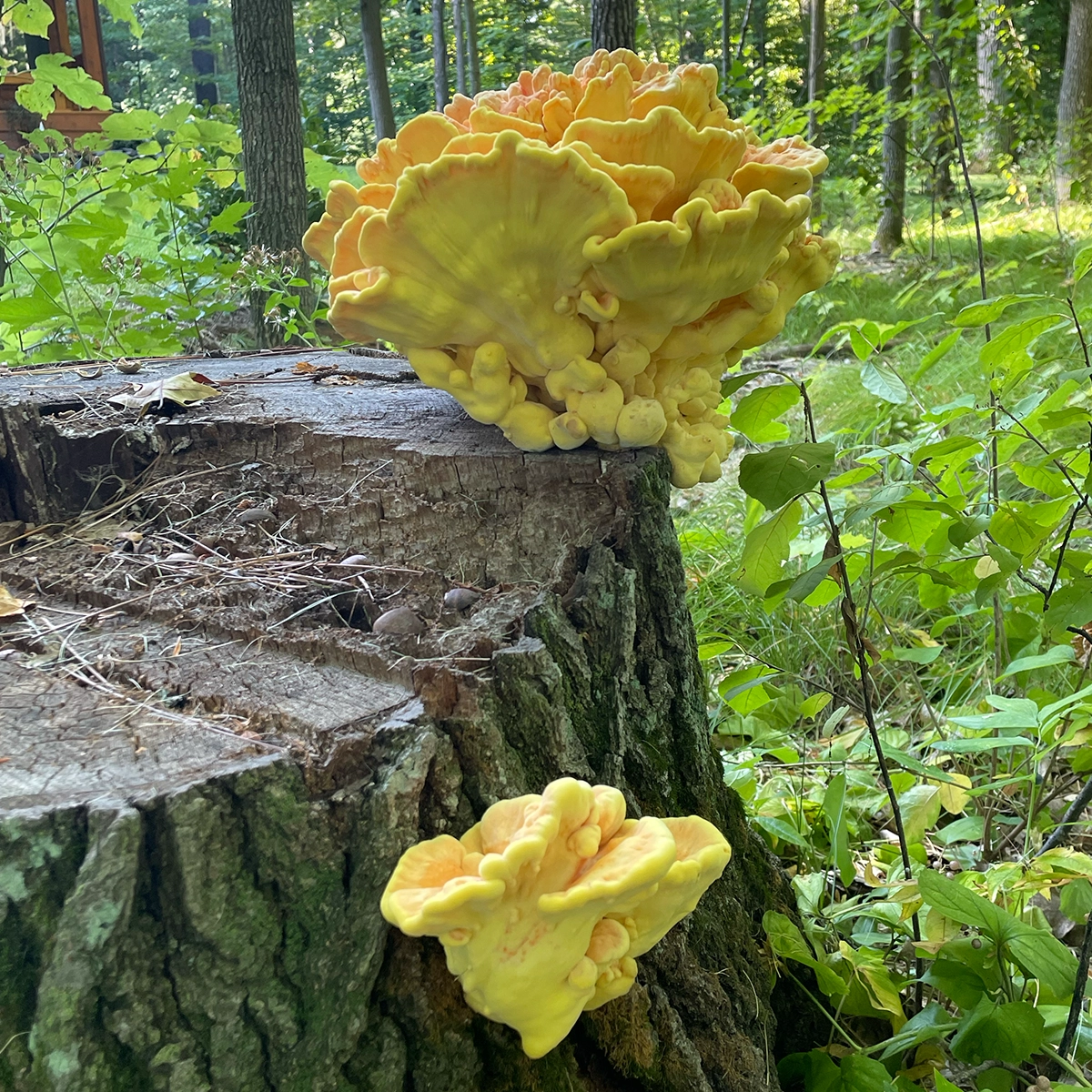 chicken of the woods mushrooms growing on log
