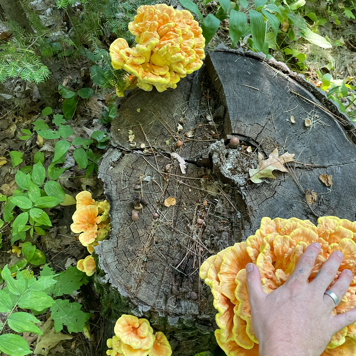 Chicken Of The Woods Liquid Culture - Image 2