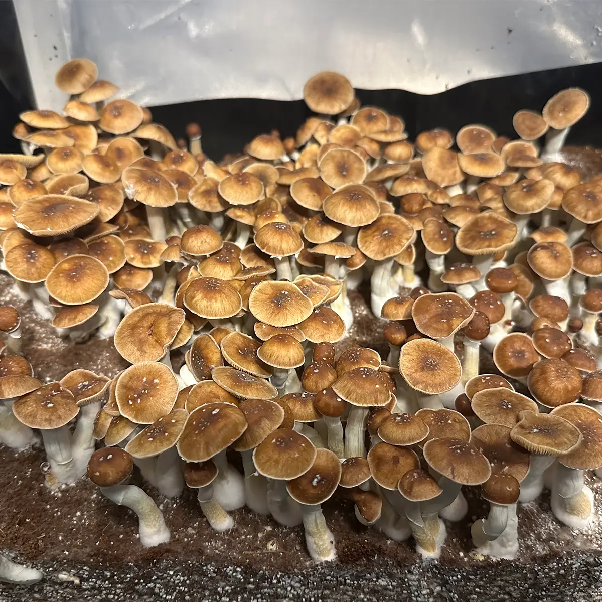 large flush of mexi red spore isolated syringe mushrooms in a tub