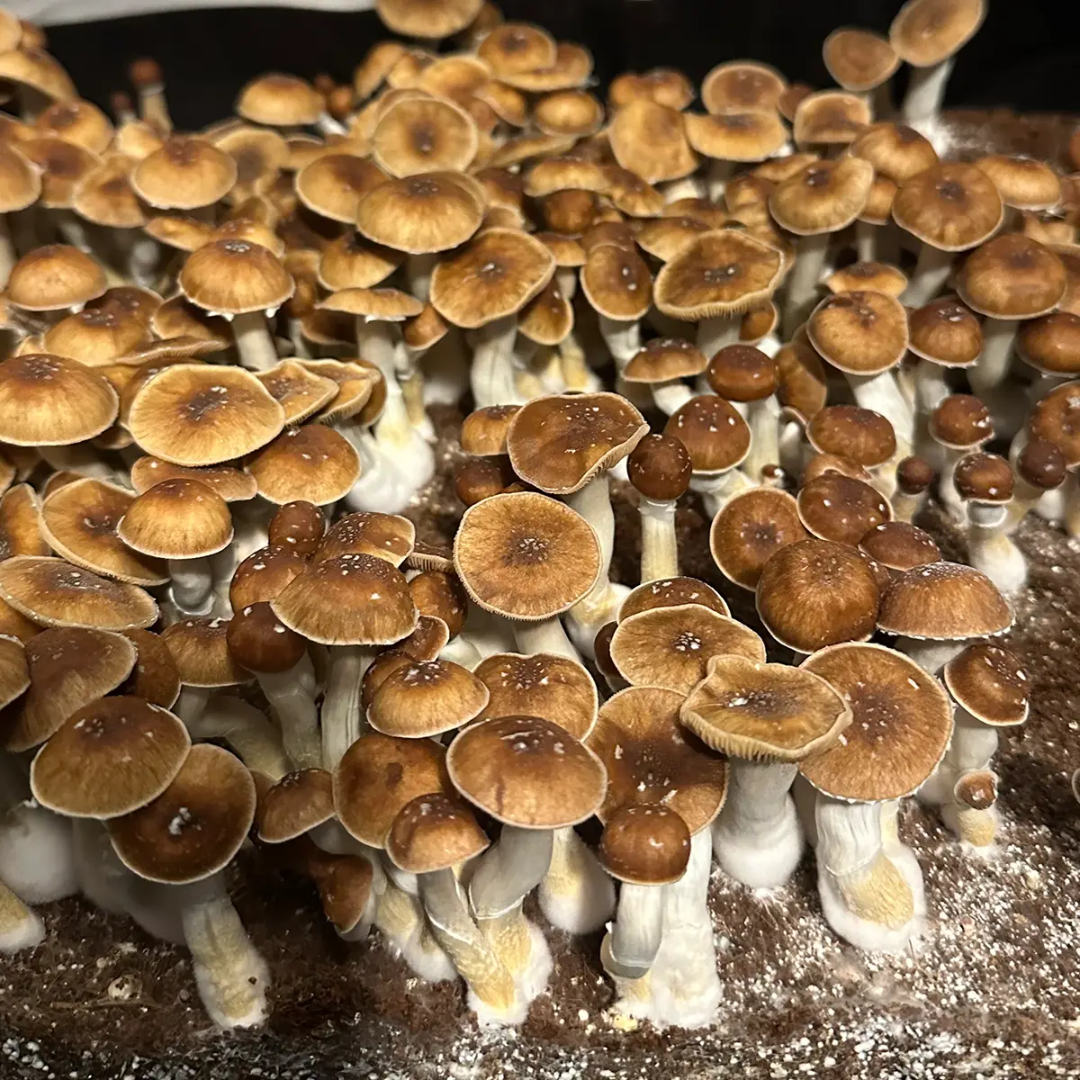 large flush of mexi red spore isolated syringe mushrooms in a tub