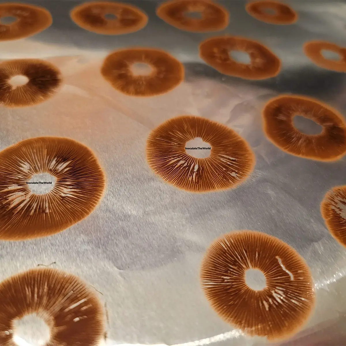 mexi red spore prints on foil