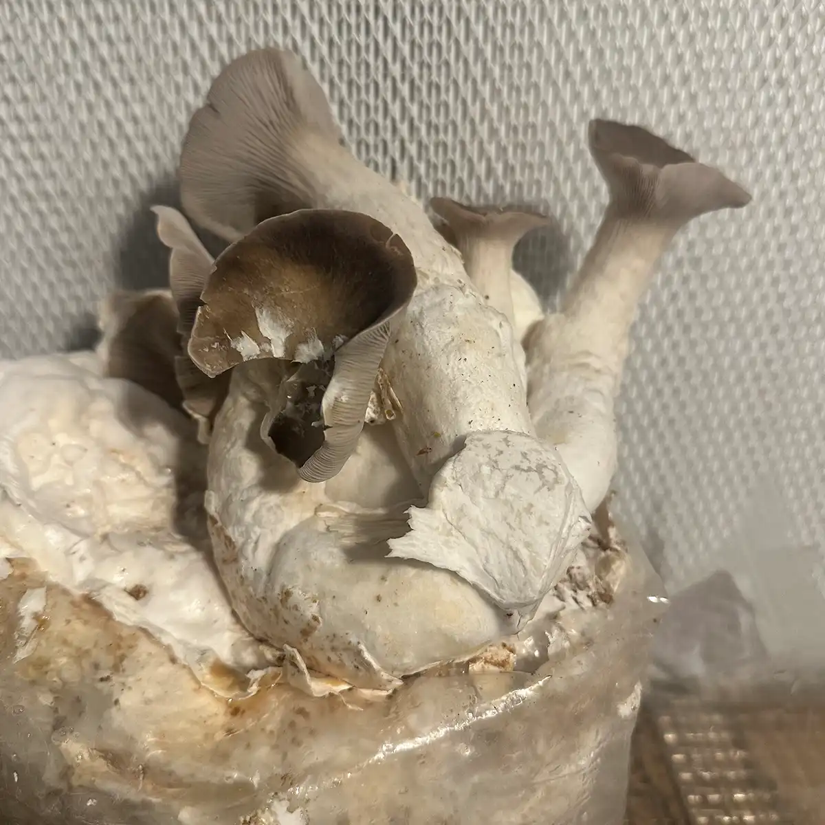 A large cluster of Black Pearl King Oyster Liquid Culture Mushrooms.