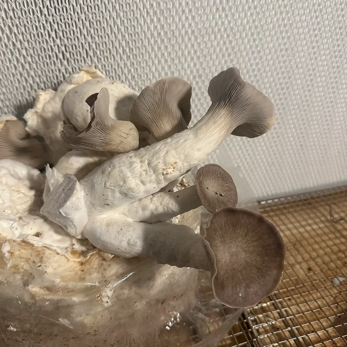 A bountiful harvest of Black Pearl King Oyster Liquid Culture Mushrooms.