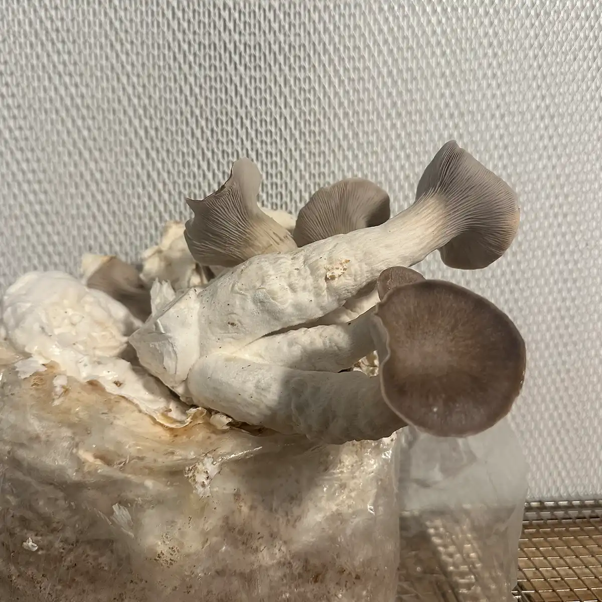 Black Pearl King Oyster Liquid Culture Mushrooms growing from a bag.